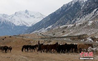伊犁河谷牧民 千年轉場之路上的冬季遷徙
