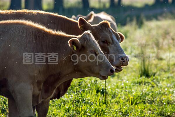 綠色草地上的奶牛 生態與畜牧的和諧共生